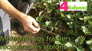 Multipliez vos fraisiers récupérez les stolons  Les 4 Saisons du jardin bio [upl. by Dex]