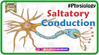 Saltatory conduction  Conduction through Myelinated nerve fiber  Physiology medical animations [upl. by Ettener70]