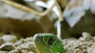 Green Iguana Documentry Part 1 [upl. by Button]