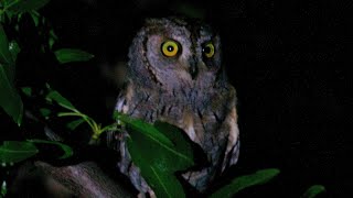 Scops Owl  Sounds  Zwergohreule  Chant du PetitDuc Scops  Ćuk  noćni pjevač  ヨーロッパコノハズク [upl. by Ranson]