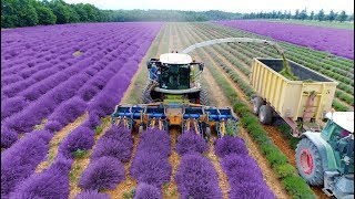 Lavender Harvest amp Oil Distillation  Valensole  Provence  France 🇫🇷 large and small scale [upl. by Yrreb]