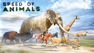 SPEED COMPARISON 3D  Animals 🦌 [upl. by Omura393]