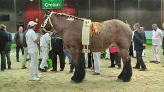 Belgian Draft Horsesnational championship 2014mares [upl. by Urban82]