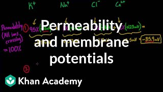 Permeability and membrane potentials  Circulatory system physiology  NCLEXRN  Khan Academy [upl. by Llehsar]