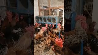 देसी मुर्गी पालन  अंडे देने वाली मुर्गी  Poultry Farming  Desi egg 🥚 poultry desi egg eggs [upl. by Xed]