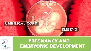 Pregnancy and Embryonic Development [upl. by Nlocnil664]