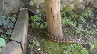 Snakes in the Yard  Rainbow Boa and Carpet Python [upl. by Yeldah]