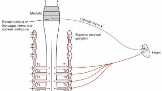 Difference Between Muscarinic and Nicotinic Receptors [upl. by Occer]