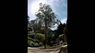 Eucalyptus Tree Time Lapse [upl. by Dinnage267]