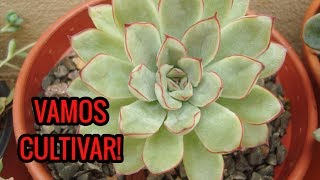 Echeveria pulidonis  DICAS de CULTIVO e CURIOSIDADES [upl. by Onaicram613]