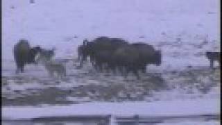 Yellowstone wolves hunting bison [upl. by Nongim]