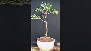 Perbaikan Bonsai Ketapang Kencana [upl. by Maryjane]