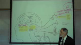 RESPIRATORY PHYSIOLOGY REGULATION OF BREATHING by Professor Fink [upl. by Hoj]