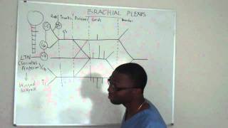 Brachial plexus made ridiculously simple PART 2 Lecture [upl. by Aubreir727]