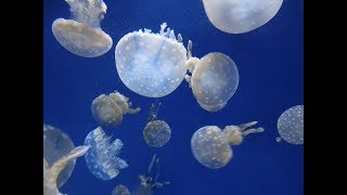 Australian White Spotted Jellyfish [upl. by Elwin]