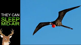 What Exactly is Frigatebird  The Sky Pirate [upl. by Charita955]