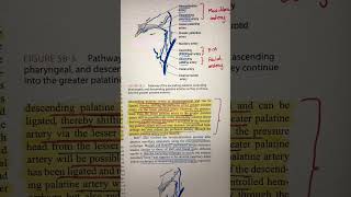 “Le Fort 1 Orthognathic Surgery Understanding Blood Supply of Maxilla” neetmds mds bds anatomy [upl. by Christianson]