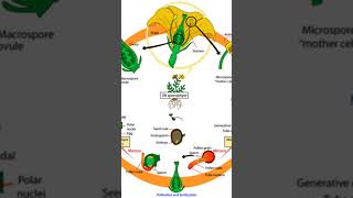 Angiosperms of life cycleBiology chart biology [upl. by Swerdna]