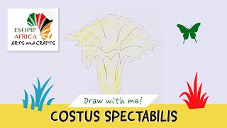 How to draw the Costus spectabilis Nigerias national flower [upl. by Gierk721]