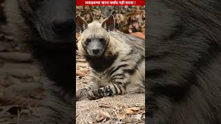 Hyenaलकड़बग्घा खाना खराब नहीं करते hyena animals jungleanimals youtubeshorts [upl. by Melvina]