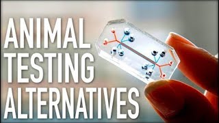 Alternatives to Animal Testing [upl. by O'Donoghue719]