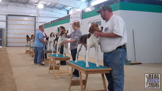 2015 UKC Treeing Walker Breeders amp Fanciers Association  United Kennel Club [upl. by Brittne369]