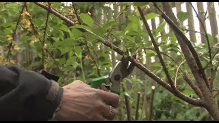 How To Prune Spring Flowering Garden Shrubs  Garden Ideas amp Tips  Homebase [upl. by Anerok]