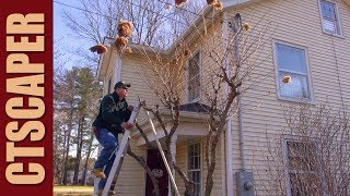 HUGE HYDRANGEA PRUNING and MULCHING TIPS [upl. by Dlanod]