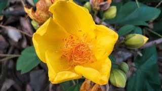 SilkCotton tree  Buttercup tree  Cochlospermum religiosum  Beautiful flowers [upl. by Ahsenom]