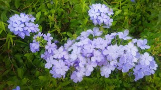 Blue Plumbago Plant Plumbago auriculata [upl. by Felike162]