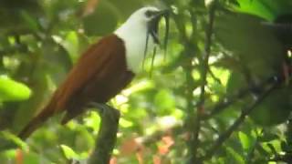 The incredible call of the threewattled bellbird in Costa Rica [upl. by Nuahsyt]