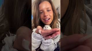 Vad har vi för husdjur Orm  Hamster Hund katt X STQ SAGA HEDVIGSS pov storytime Prenumerera 🔥 [upl. by Trilbi]