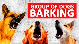 Group of Dogs Barking Sounds to Make your Dog Bark HD [upl. by Oralia]