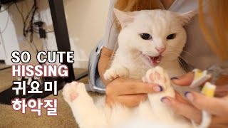 발톱 깎다 하악 하는 꼬부기CAT HISSING DURING NAILS CUT [upl. by Berti890]