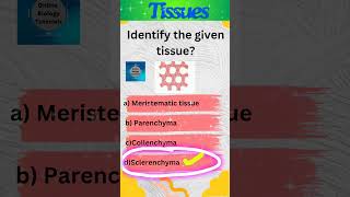 Sclerenchyma  Plant tissues  Tissues  Class 9 Science  Biology  shorts [upl. by Nemra]