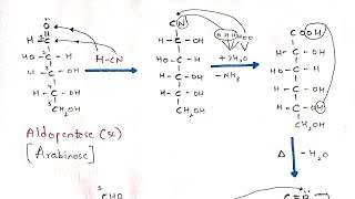 Kiliani Fischer synthesis  Interconversion of Aldopentose to Aldohexose  Arabinose to Glucose [upl. by Ania]