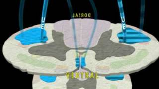 Neuroanatomy  The Corticospinal Tract in 3D [upl. by Yremrej]