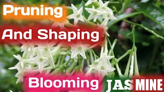 How To Prune Night Blooming Jasmine  Shaping And Pruning Blooming Jasmine  Growing Faster [upl. by Anuaf]