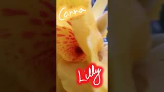 CANNA LILLY SHORT VEDIO [upl. by Atineg]