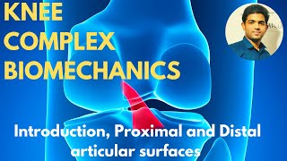 Knee Complex Biomechanics  IntroductionProximal amp Distal articular surfaces [upl. by Jauch948]