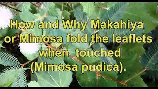 Why Makahiya or Mimosa Plant Mimosa pudica Closed its Leaves when Touched Simply Explained [upl. by Allenaj]