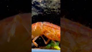 shrimps breading fish viral fishfreekzs aquariumfishfish aquaria aquarium trendingshorts [upl. by Yelhak957]