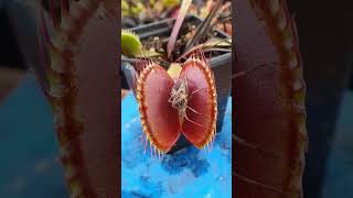 😂Venus Plant Eating and Pooping😱 nature wildlife viralshorts shorts youtubeshorts funny [upl. by Airetnohs]