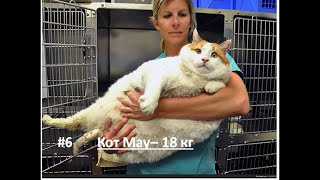 Самые ТОЛСТЫЕ КОТЫ и КОШКИ в МИРЕ  ТОП 10  Fattest cats in the world  TOP 10 [upl. by Siusan574]