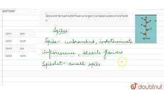 Sessile and hermaphrodite flowers arranged in acropetal sucessoin are found in [upl. by Herrington]