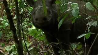 Saving the endangered species of Borneo Sumatran Rhinos [upl. by Arreyt749]