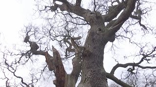 At nearly 1000 years old the oldest collection of oak trees in Europe has been discovered [upl. by Blaise]