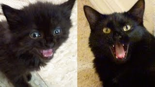 MEOW MIX Kittens amp Cats Meowing Compilation [upl. by Ilyssa766]