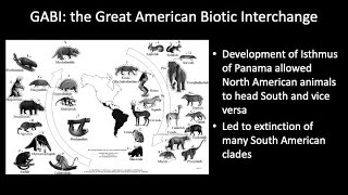 Lecture 19 concl The Great American Biotic Interchange [upl. by Nirahs]