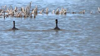 Eared Grebes Apr 27 2015 S of Regina SK Canada [upl. by Steen]